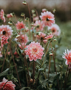 selective focus photography of pink dahlia flower thumbnail