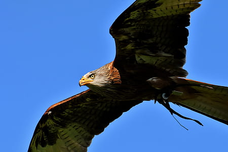 gray bald eagle on flight photo thumbnail