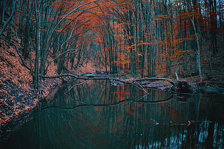 orange trees near bodies of water thumbnail
