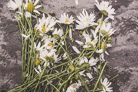 closeup photo of white petaled flowers thumbnail