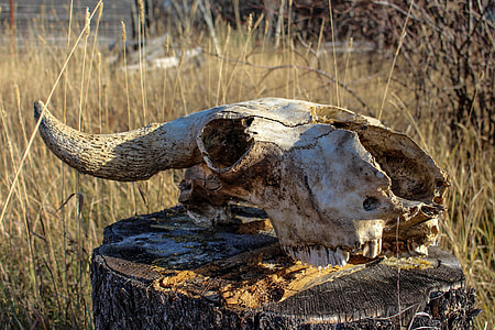 brown animal skull on top of brown wood stump thumbnail