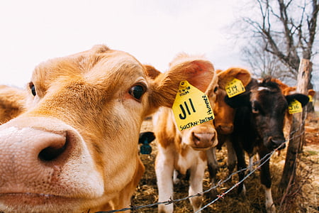 three beige and black cattle standing near barbwire thumbnail