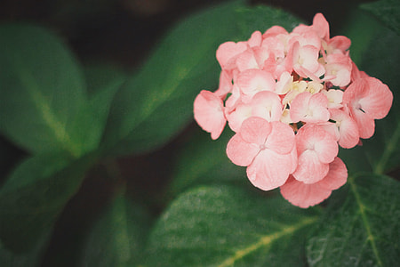 pink flowers with green leaves thumbnail