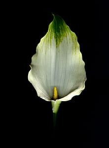 white and yellow flower with black background thumbnail