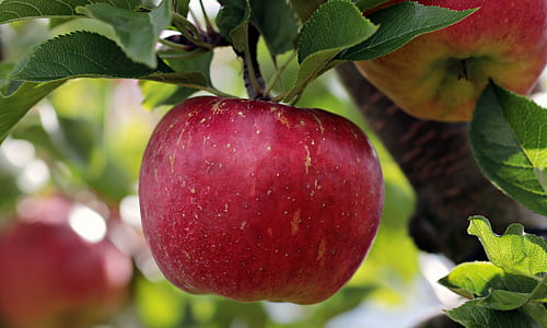 red apple fruit with green leaves thumbnail
