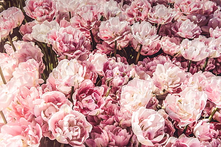 pink petaled flower thumbnail