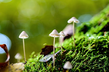 four white mushrooms on green mosh thumbnail