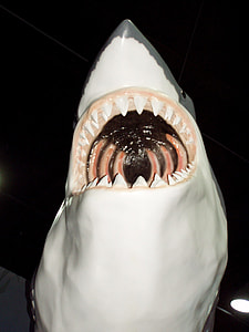 gray and white shark decor inside dark room thumbnail