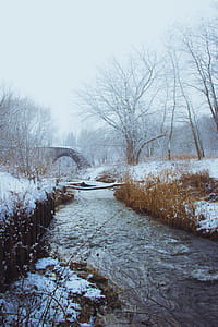 Snow Covered Trees And Grass thumbnail