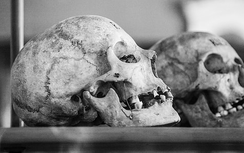 two white skulls on brown wooden table thumbnail