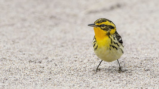 selective focus photo of Blackburnian warbler bird standing on sand thumbnail