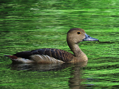 brown duck on body of water thumbnail