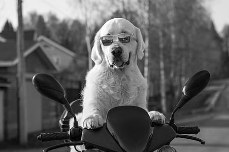 grayscale photography of adult golden retriever on motor scooter thumbnail