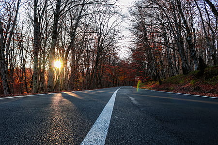 landscape photography of road surrounded by trees thumbnail