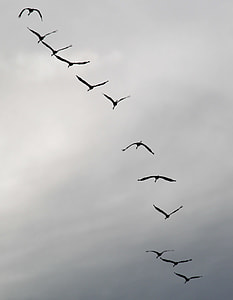 low angle photography of flying flamingos thumbnail