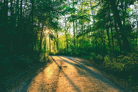 brown pathway in the middle of forest thumbnail