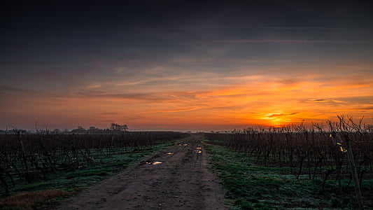 green leafed plant field during golden hour thumbnail