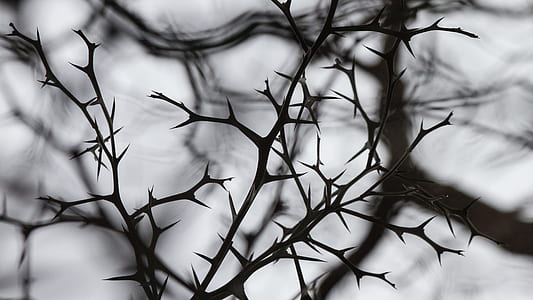 selective focus photography of leafless tree thumbnail