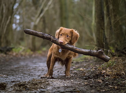 brown dog carrying tree bark thumbnail