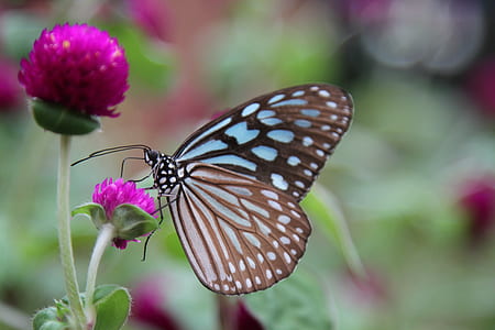 black and blue butterfly poached on pink gomphrena flower thumbnail