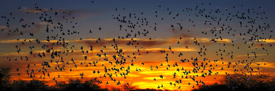 flying flock of bird thumbnail