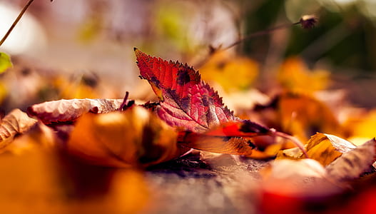 macro photography of red leaf thumbnail