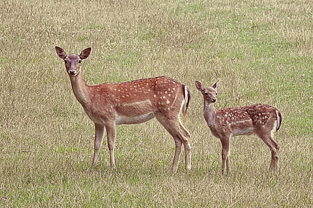 deer and deer baby standing on green grass thumbnail