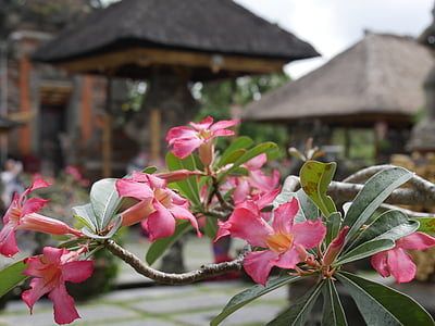 pink adenium flowers in selective focus photography thumbnail