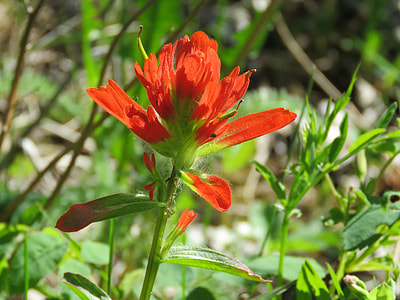 Indian Paintbrush, Alberta Wildflower thumbnail