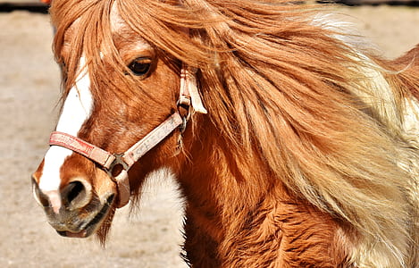 portrait of brown horse thumbnail