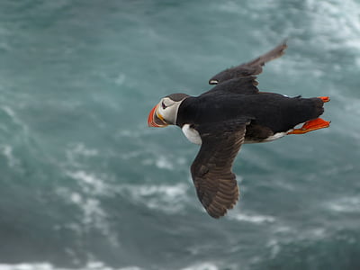 puffin flying above body of water thumbnail