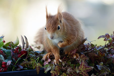 selective focus photography of red squirrel on purple leaves thumbnail