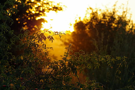 green plants during sunset thumbnail