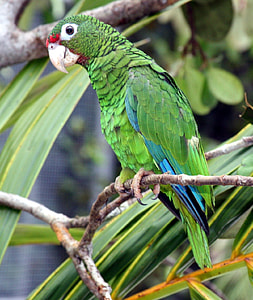 Puerto Rican Amazon Parrot -- Amazona vittata thumbnail