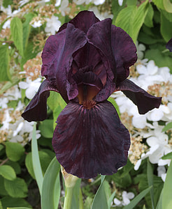 macro photography of maroon Iris flower thumbnail
