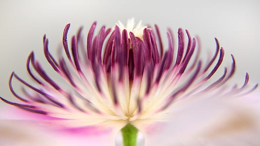 selective focus photography of purple and white Chrysanthemum flower thumbnail