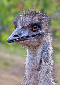 closeup photography of gray Ostrich bird at daytime thumbnail