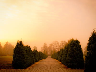 green leafed tree in line thumbnail
