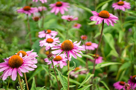 pink and orange petaled flowers in selective focus photography thumbnail