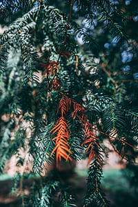 green fine leaf tree thumbnail