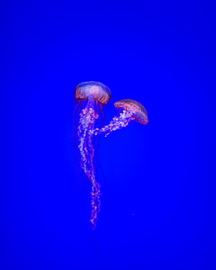 purple jellyfishes thumbnail