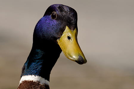 selective focus photography of blue mallard duck thumbnail