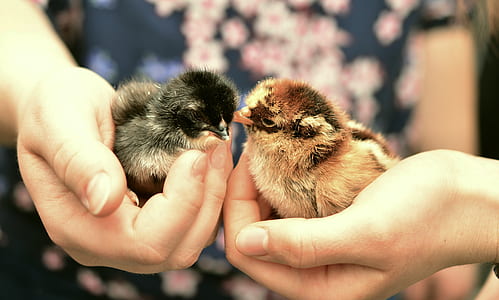 two chicks thumbnail