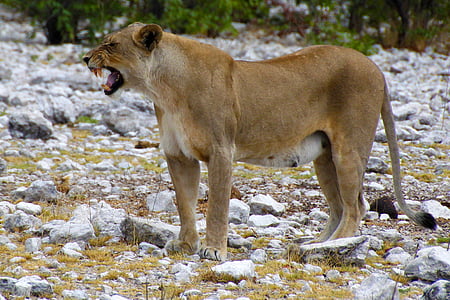 brown lioness standing near green plants during daytime thumbnail