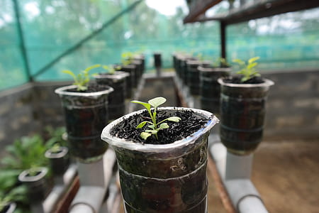 selective focus of green plant thumbnail