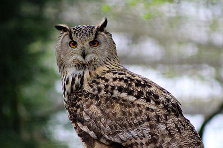 selective focus photo of brown and gray owl thumbnail