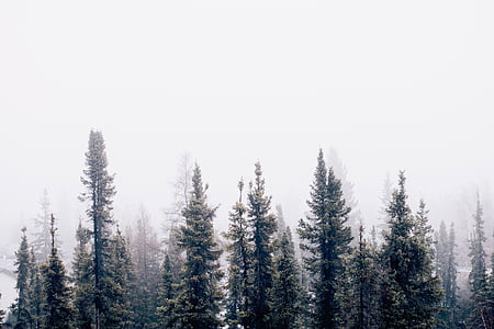 green leaf trees under foggy weather thumbnail