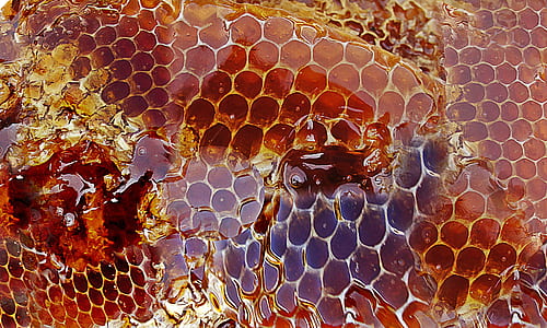 brown snake skin digital wallpaper thumbnail