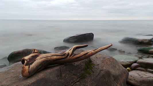 brown wooden branch on gray stone thumbnail
