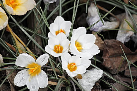 white petaled flowers thumbnail